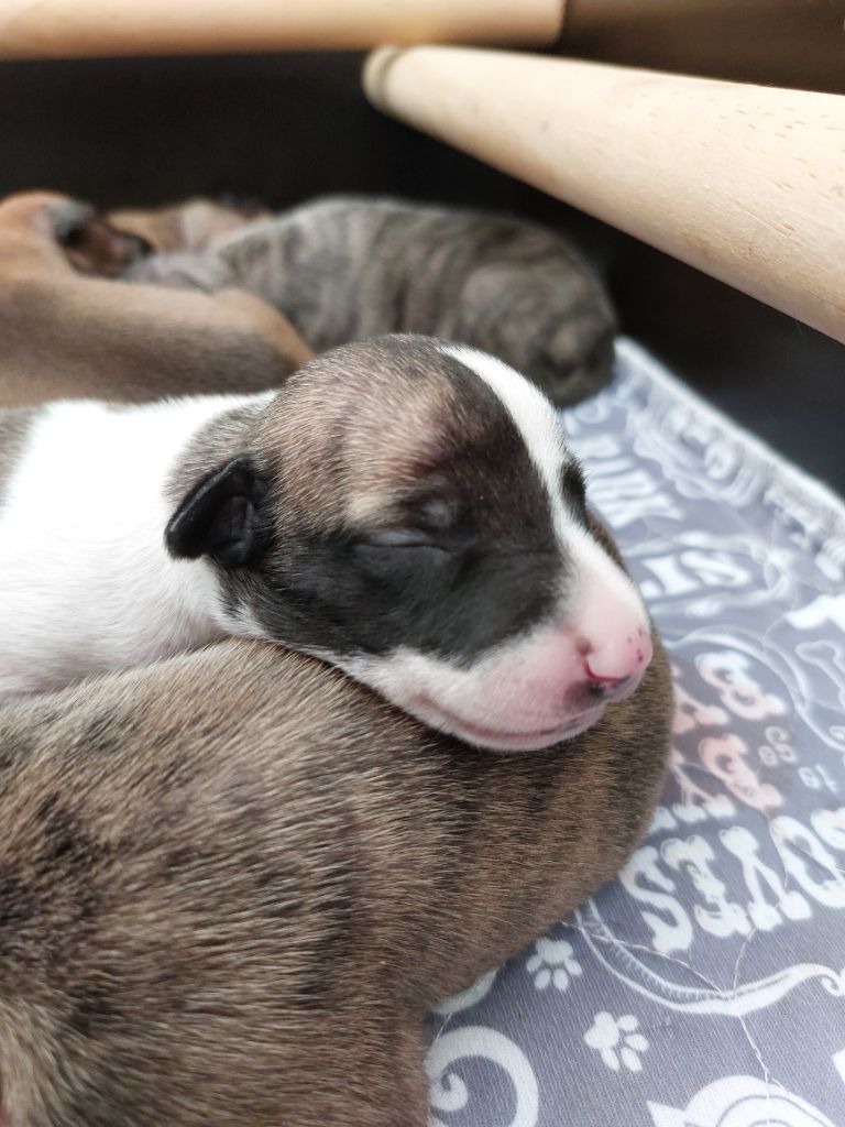 Whidolls - Chiots disponibles - Whippet