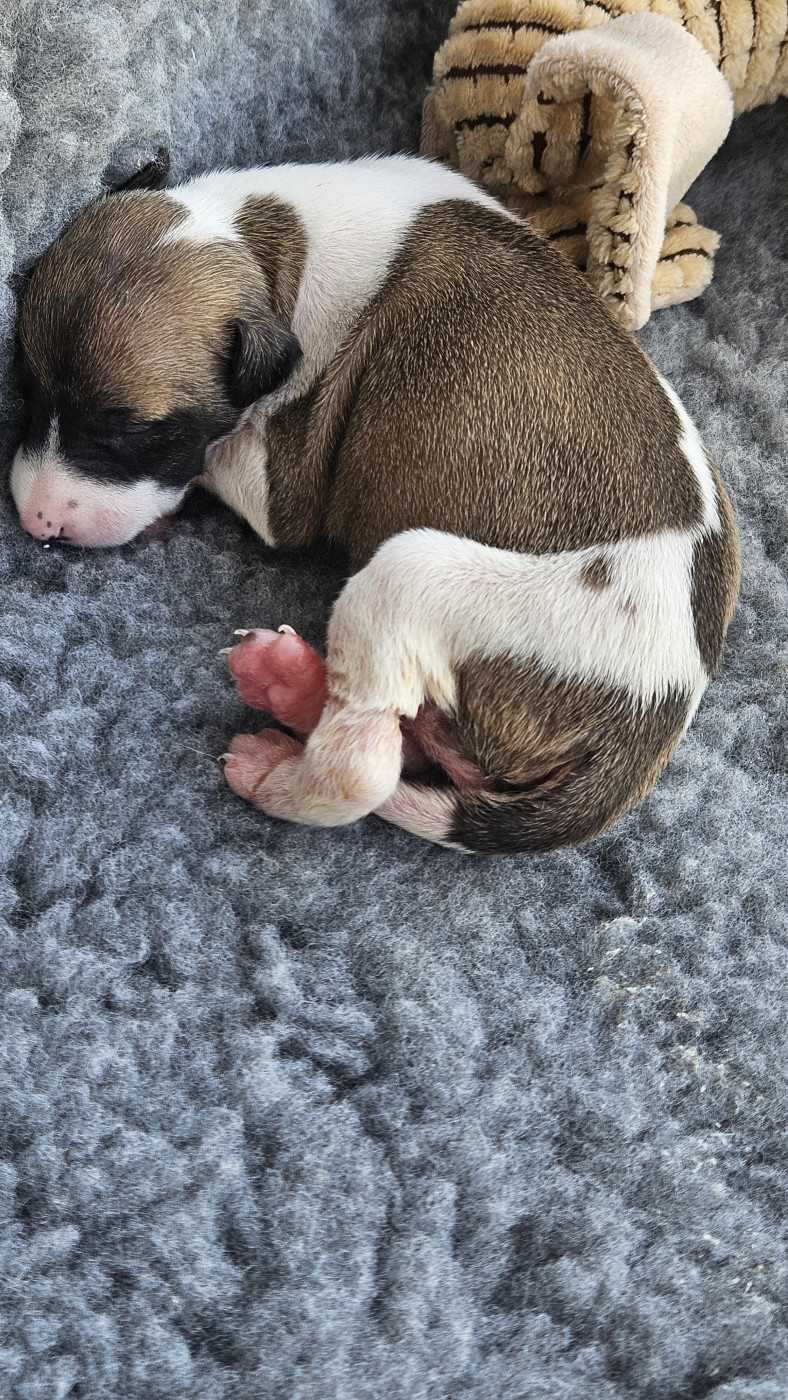 Whidolls - Chiots disponibles - Whippet