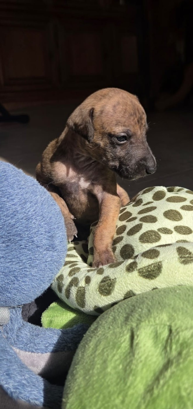 Whidolls - Chiots disponibles - Whippet