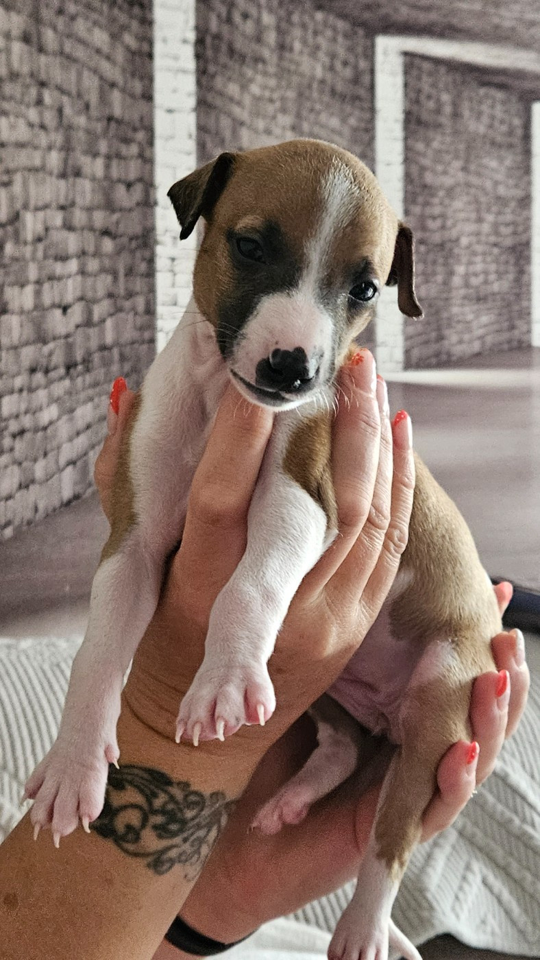 Whidolls - Chiots disponibles - Whippet