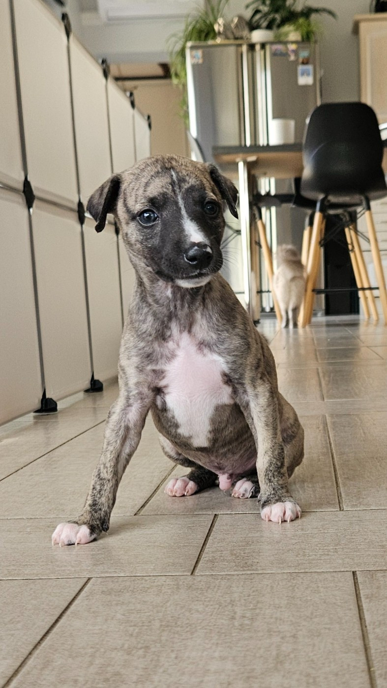 Whidolls - Chiots disponibles - Whippet