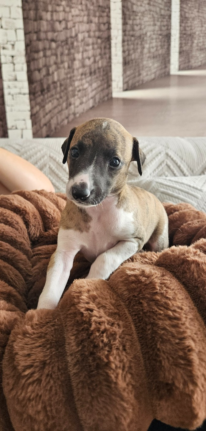 Whidolls - Chiots disponibles - Whippet