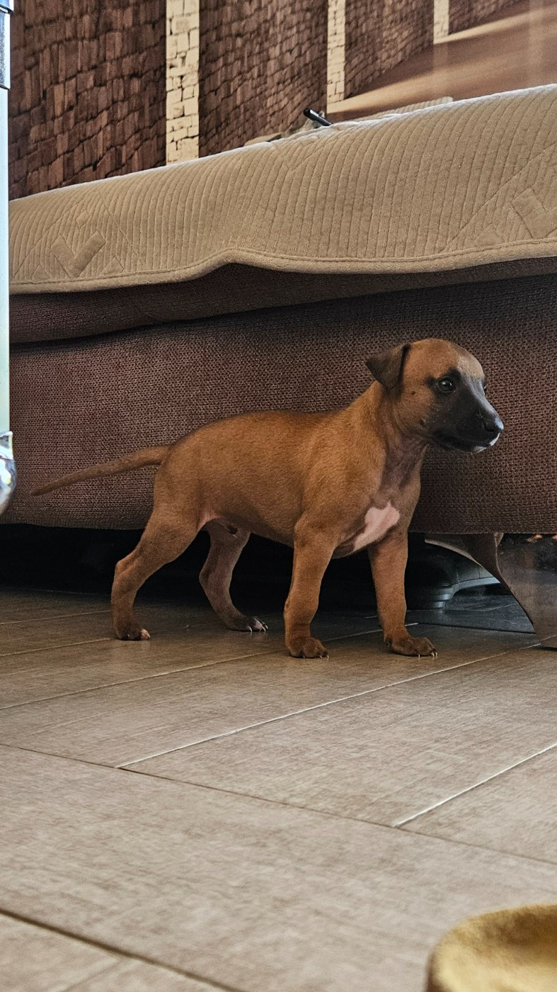 Whidolls - Chiots disponibles - Whippet