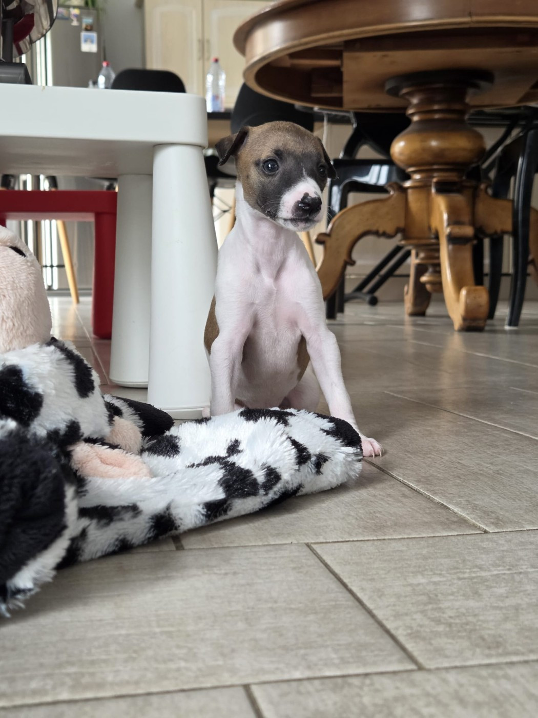 Whidolls - Chiots disponibles - Whippet