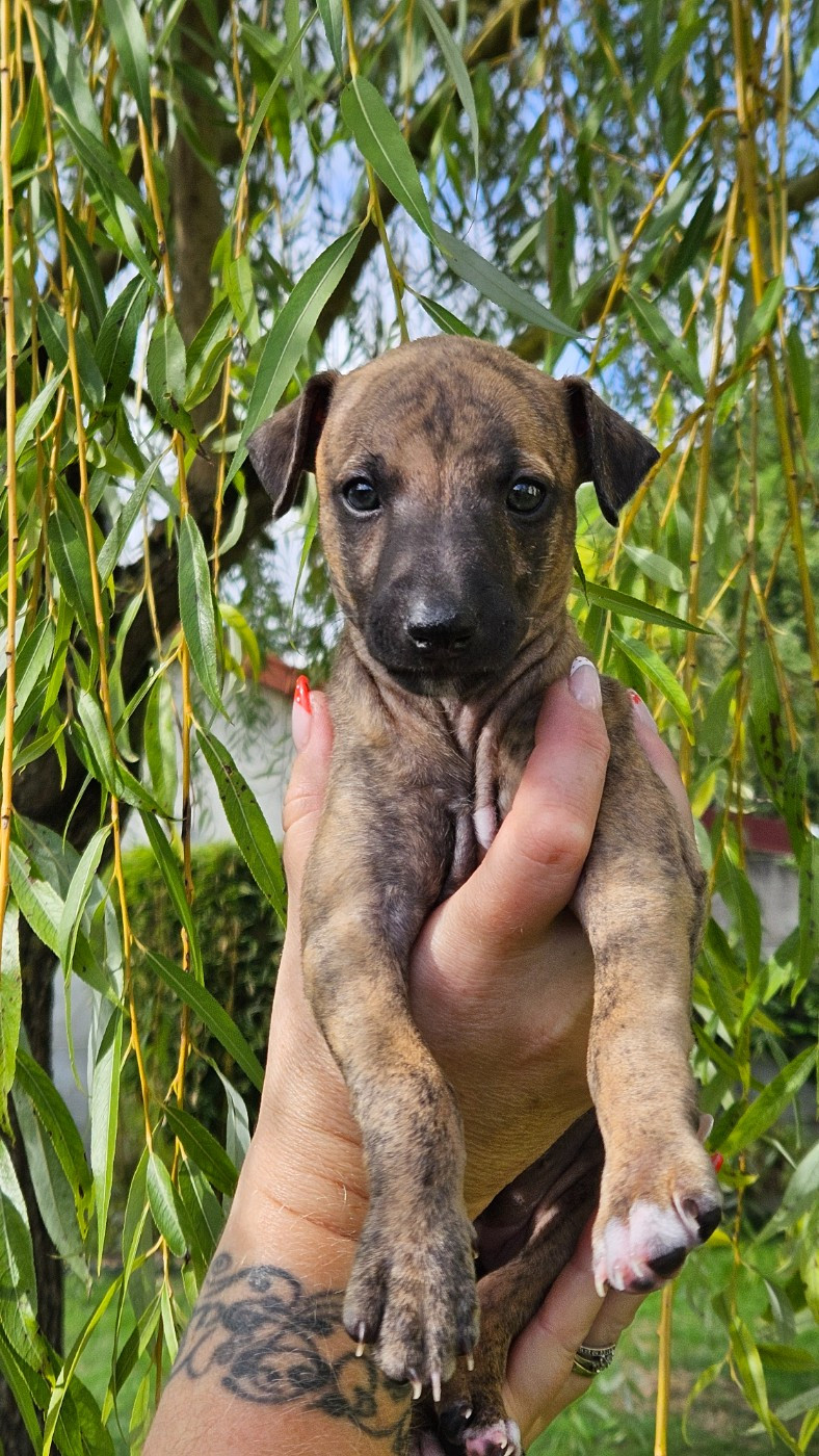 Whidolls - Chiots disponibles - Whippet