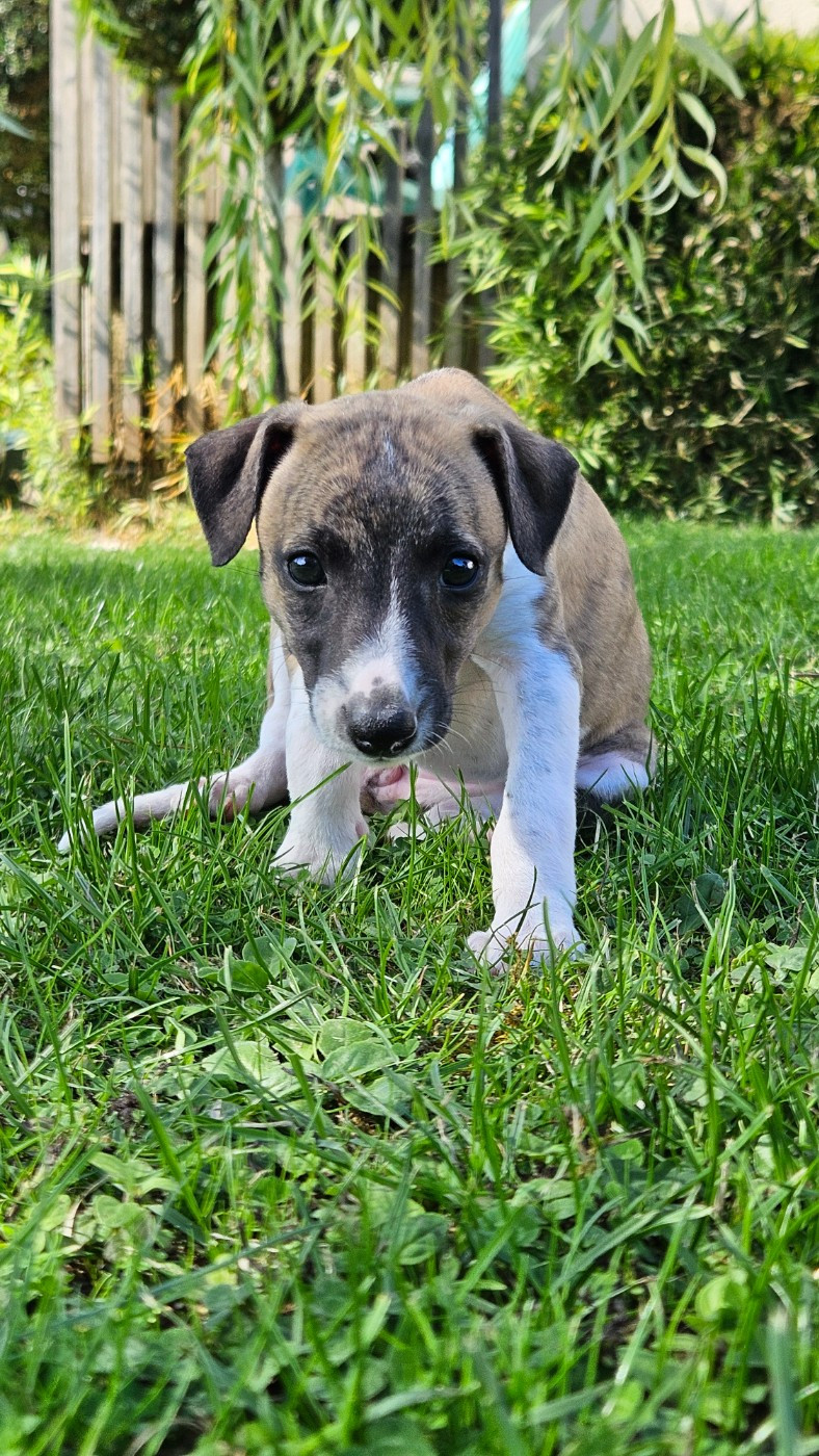 Whidolls - Chiots disponibles - Whippet