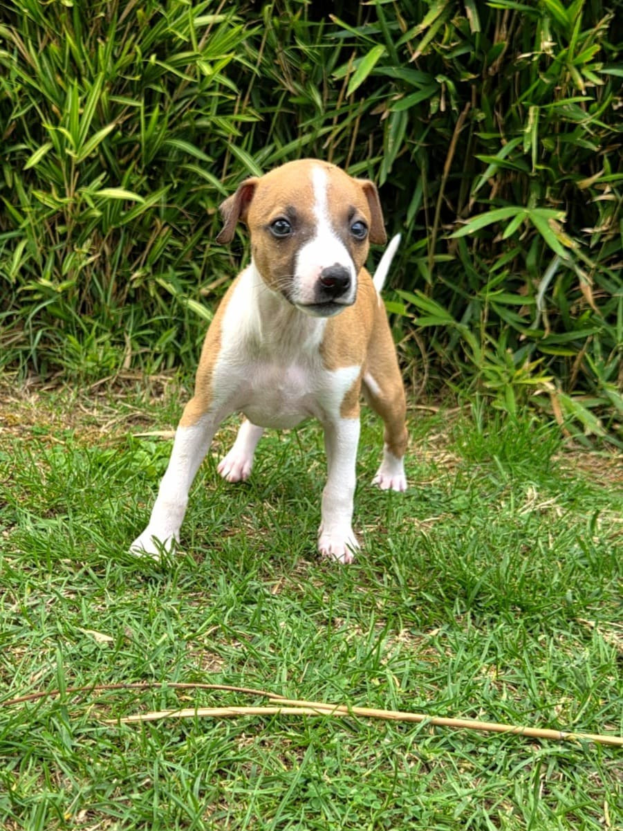Whidolls - Chiots disponibles - Whippet