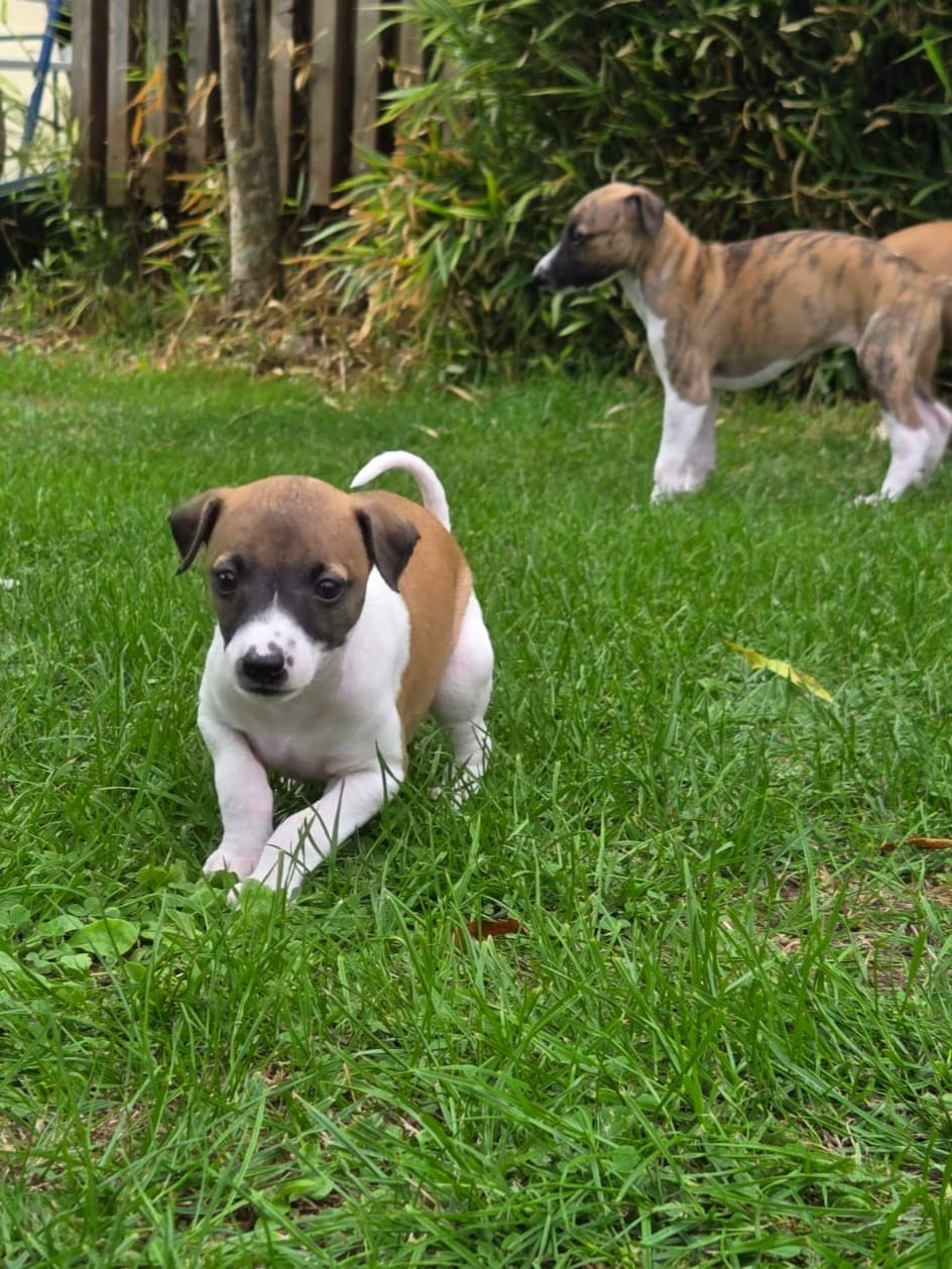Whidolls - Chiots disponibles - Whippet