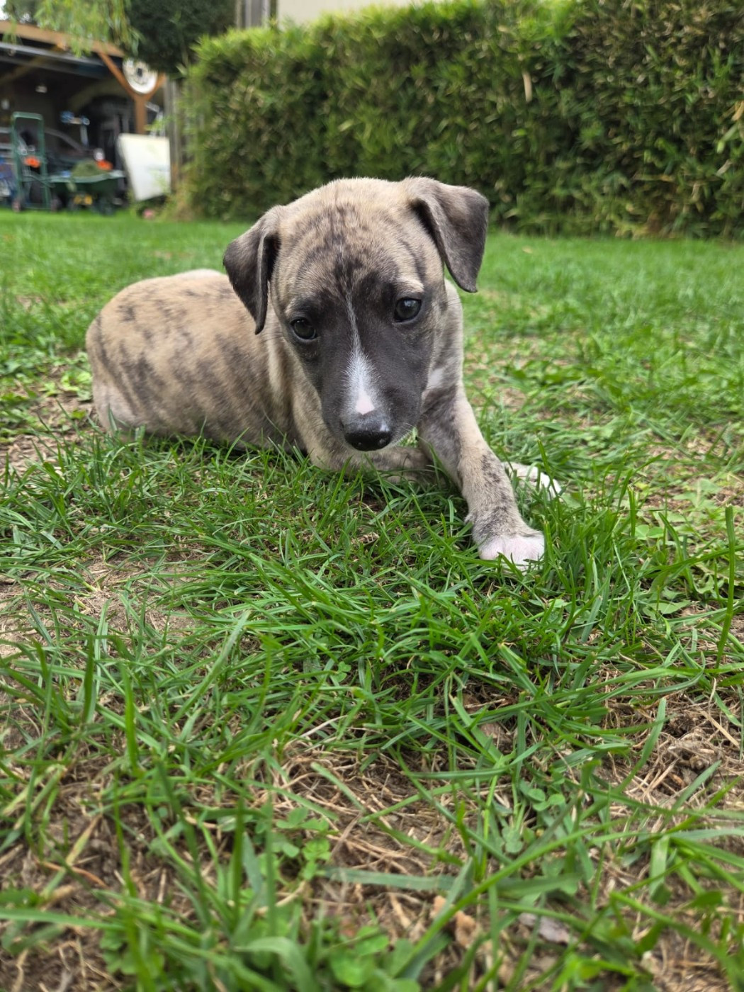 Whidolls - Chiots disponibles - Whippet