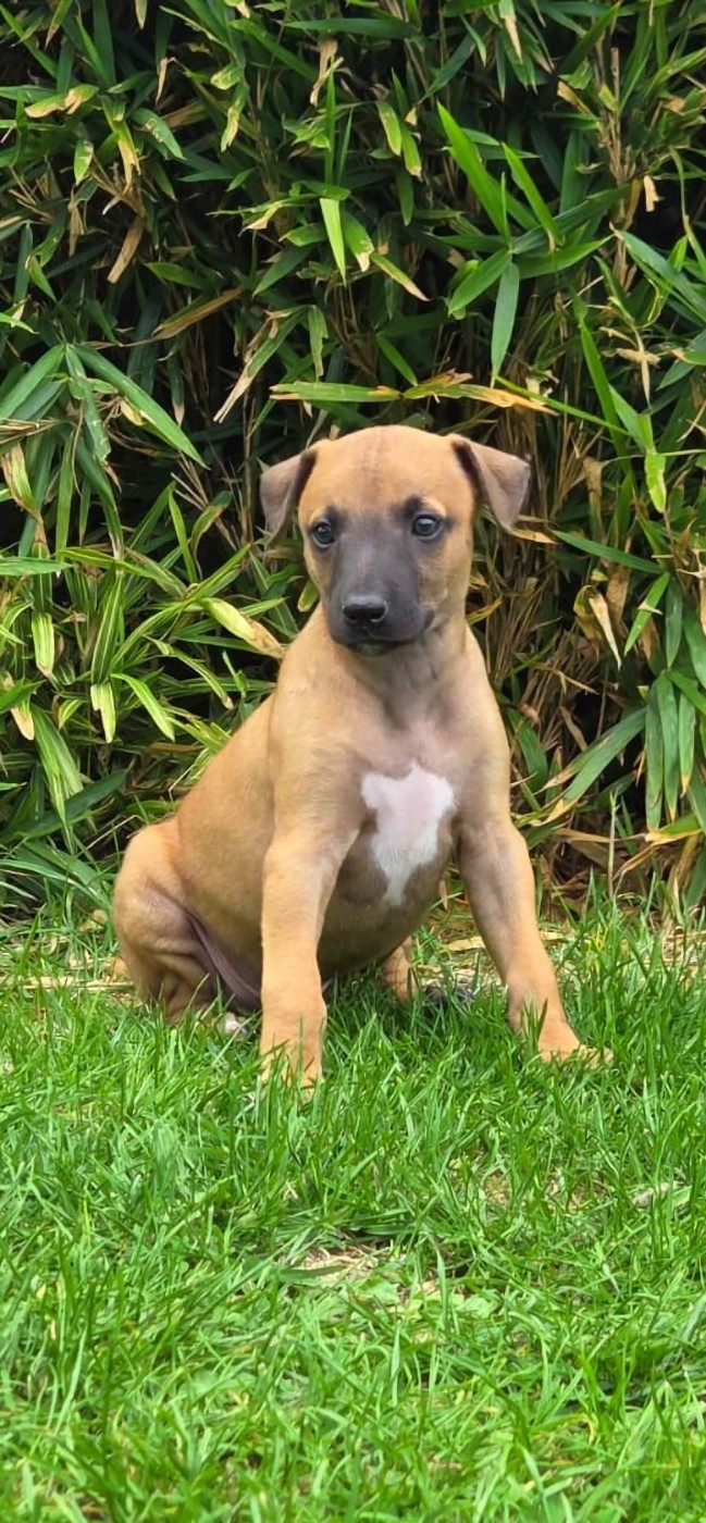 Whidolls - Chiots disponibles - Whippet