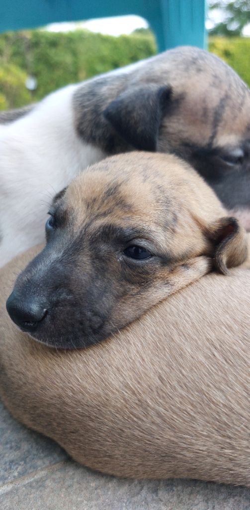 Whidolls - Chiots disponibles - Whippet