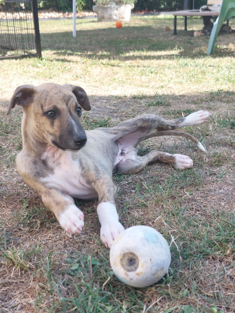 Whidolls - Chiots disponibles - Whippet