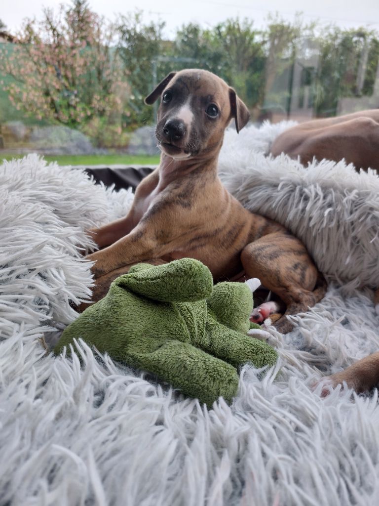 Whidolls - Whippet - Portée née le 02/03/2024