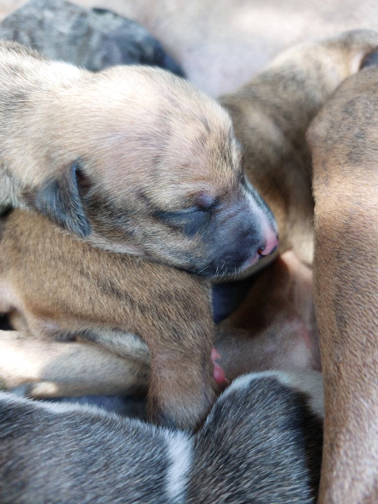 Whidolls - Chiots disponibles - Whippet