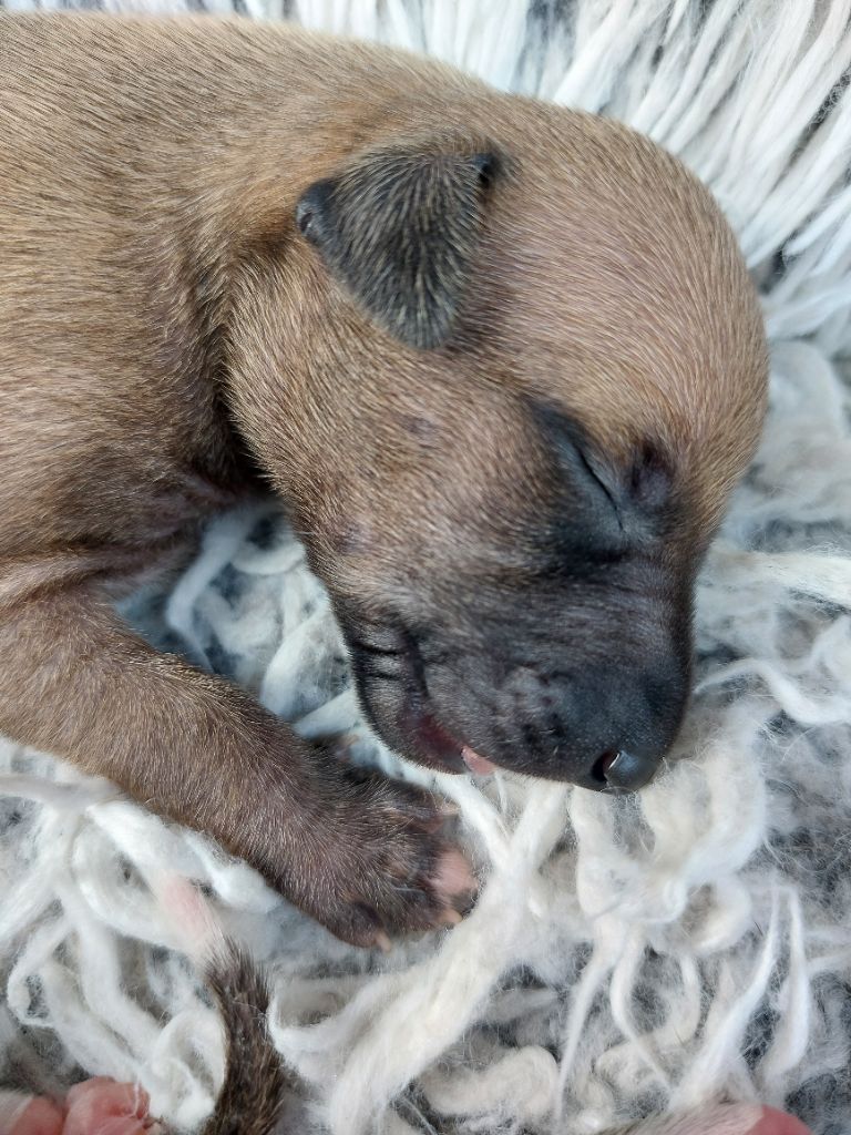 Whidolls - Chiots disponibles - Whippet