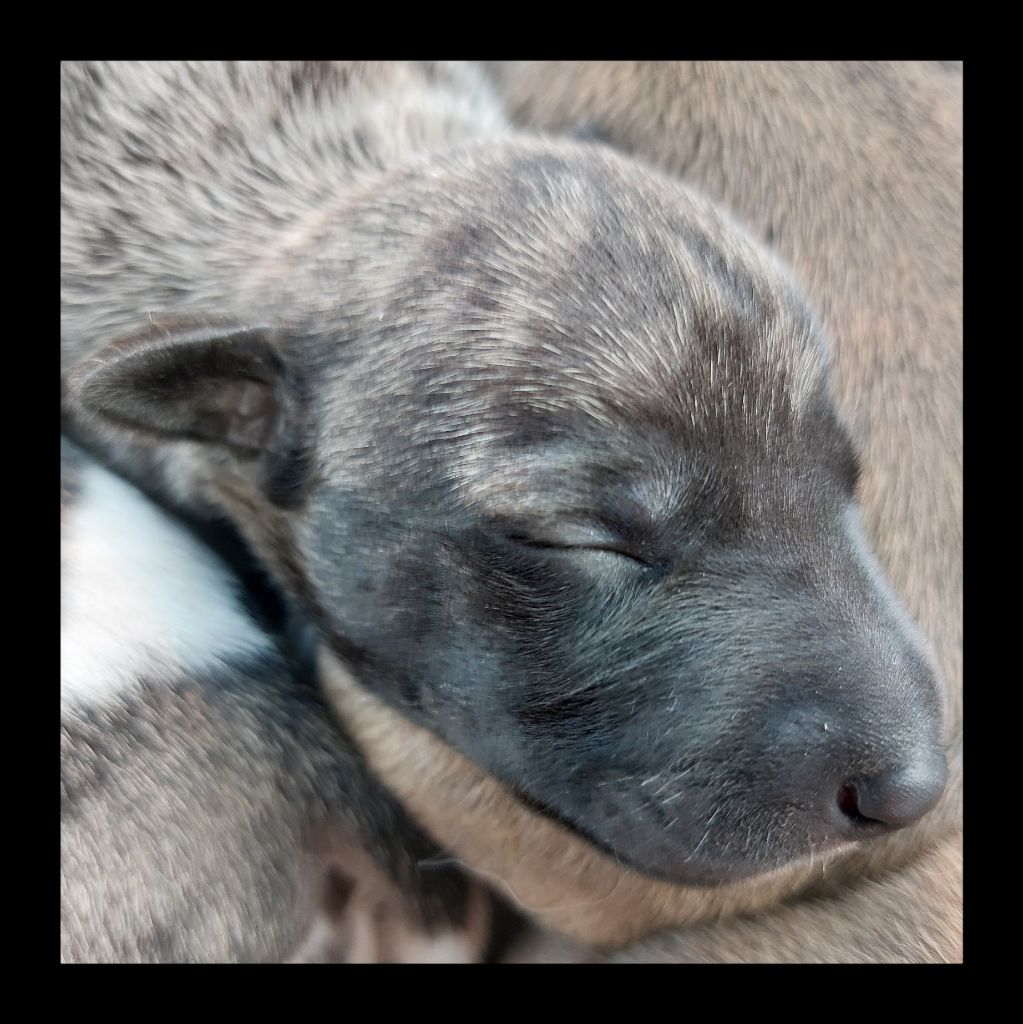 Whidolls - Chiots disponibles - Whippet