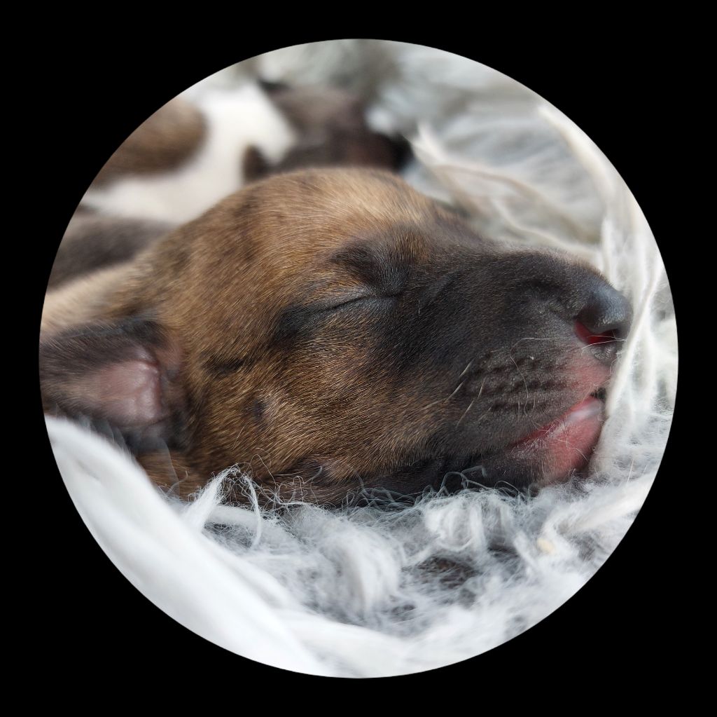 Whidolls - Chiots disponibles - Whippet