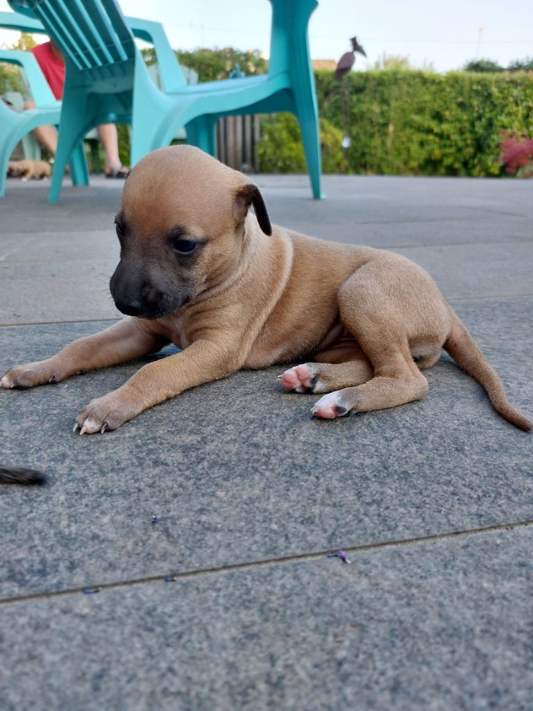 Whidolls - Chiots disponibles - Whippet