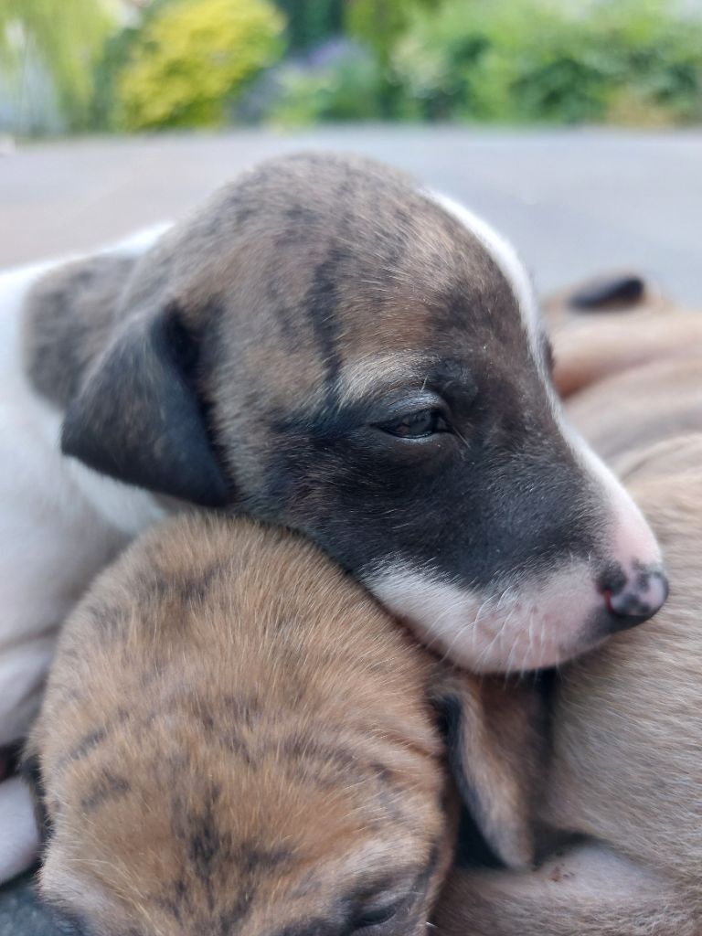 Whidolls - Chiots disponibles - Whippet