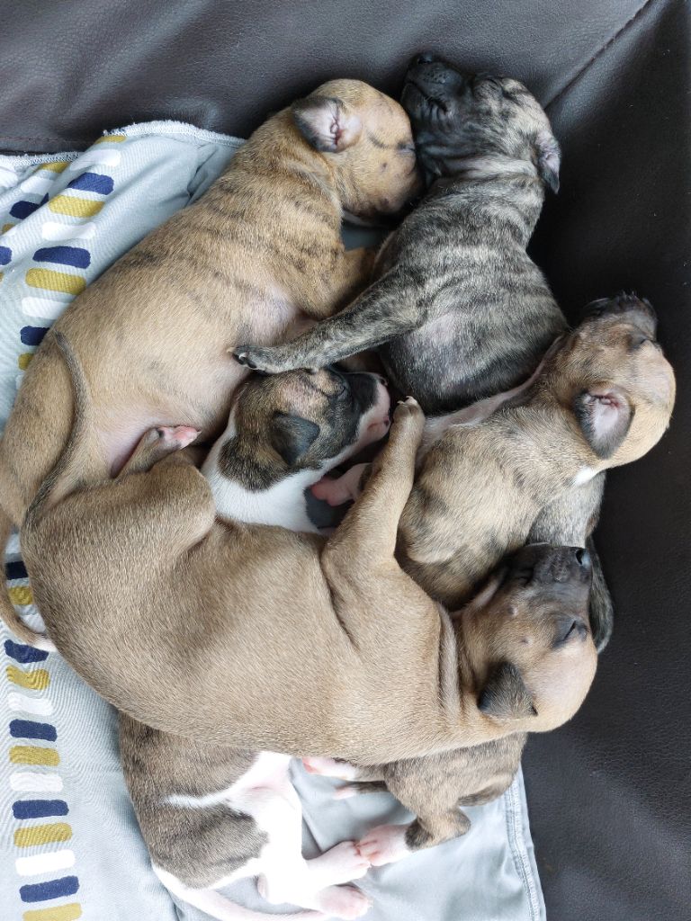 Chiot Whippet Whidolls